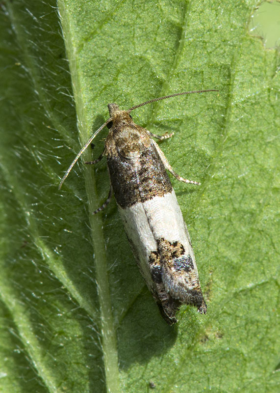 Tortricidae - Spinolota ocellana